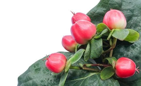 Close up of branch of Red hypericum berries, hypericum plant Stock Photos