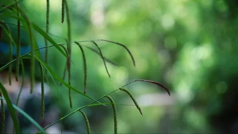 Close Up Of A Branch With A River In The Background Stock-Footage 75613206