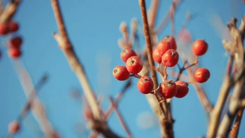 Close-up branch of rowan berries. concept a nature berries on rowan tree. rowan Video stock 145456537