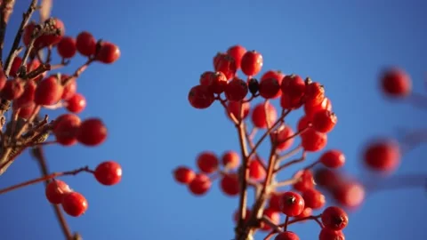 Close-up branch of rowan berries. concept a nature berries on rowan winter tree Stock Footage 145457085