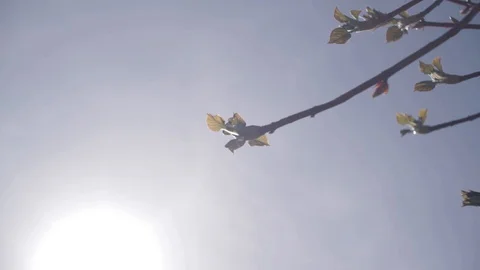 Close-up branch in sharp sunlight Video stock 129730088