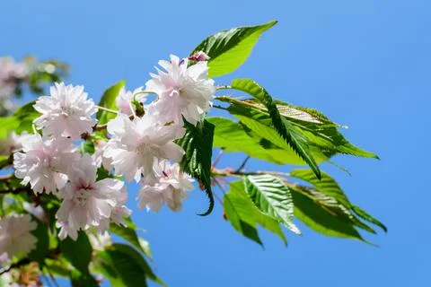 Close up of a branch with small pink cherry tree buds in full bloom with blur Foto stock