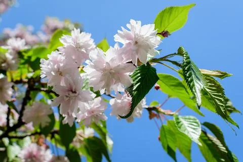 Close up of a branch with small pink cherry tree buds in full bloom with blur Foto stock