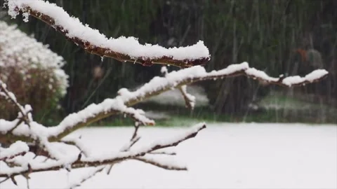 Close Up Of A Branch With Snow Falling Behind It, London, UK. Vídeos de archivo 147124371