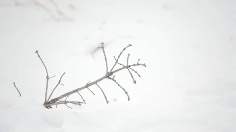 Close Up Branch In The Snow Video stock 86917033