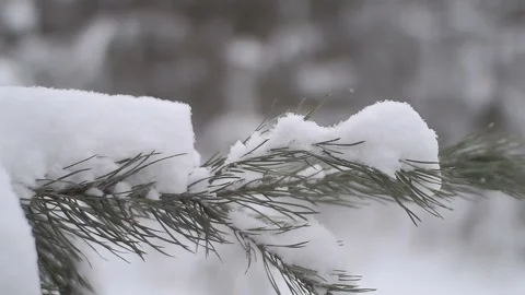 Close-up of a branch of a spruce in the snow Video stock 86204514