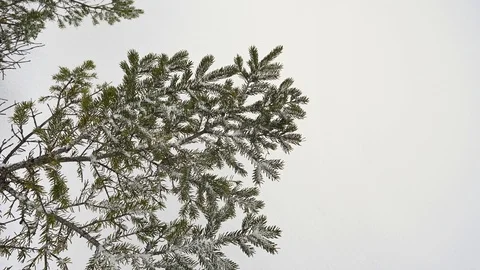 Close-up of a branch on a spruce tree with a snowy background  Stock Footage 125691232