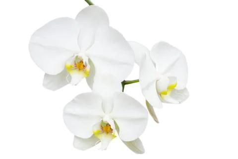 Close-up branch with three delicate orchids Stock Photos
