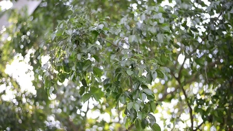 Close up, branch of a tree. Stock-Footage 76055914