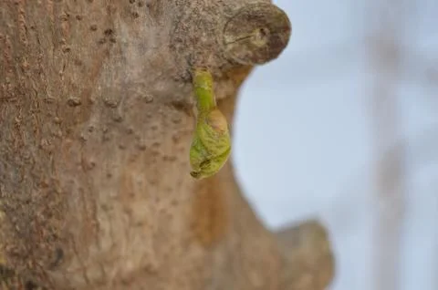 Close up of a branch of a tree Stock-Fotos