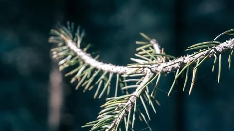 Close up of a branch of a tree Stock Photos
