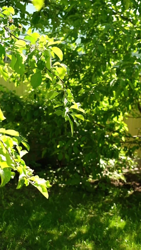 Close-up of a branch of the tree in sunlight at spring. Stock Footage 313109033