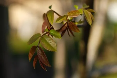 Close up of a branch of walnut tree in the spring garden with background Stock Photos