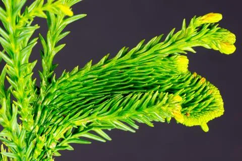 Close-up of a branch of a well structured conifer Stock Photos
