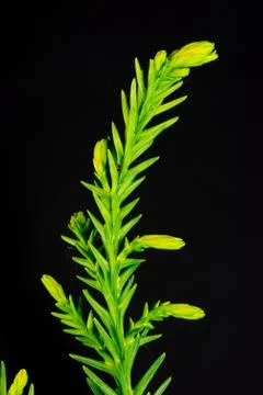 Close-up of a branch of a well structured conifer Stock Photos