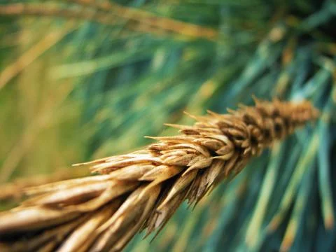 Close up of a branch of wheat Stockfoto's