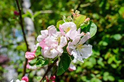 Close up of a branch with white apple tree flowers in full bloom with blurred Stock Photos