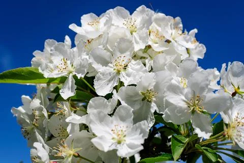 Close up of a branch with white apple tree flowers in full bloom with blurred Stock Photos