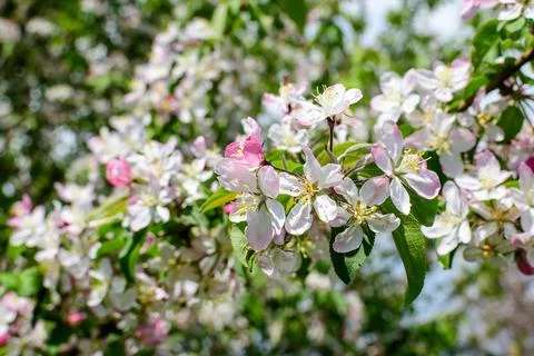 Close up of a branch with white apple tree flowers in full bloom with blurred Stock Photos