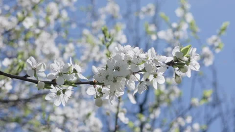 Close-up of branch with white cherry flowers blooming. Slow motion. Video stock 172080144