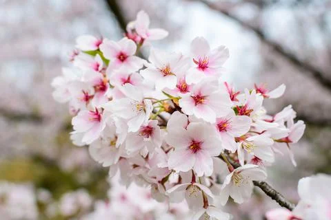 Close up of a branch with white cherry tree flowers in full bloom with blurre Stock Photos