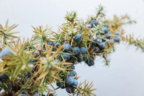 Close up of a branch of wild juniper Stock Photos