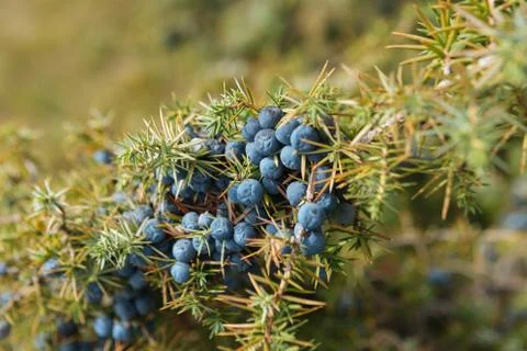 Close up of a branch of wild juniper Stock Photos