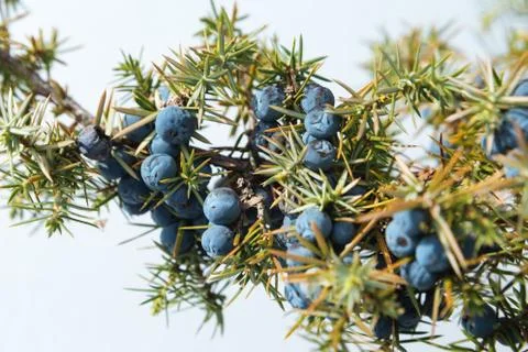 Close up of a branch of wild juniper Stock Photos