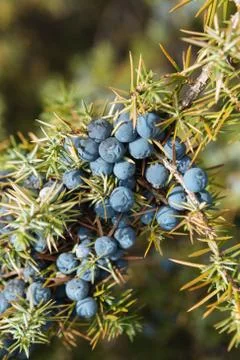 Close up of a branch of wild juniper Stock Photos