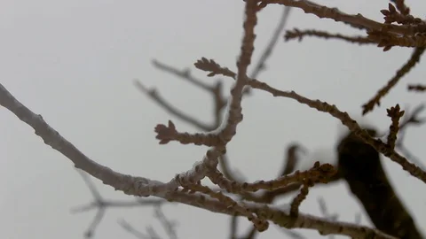Close-up of a branch in winter season. Stock Footage 100232149