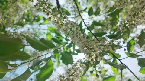 Close-up of branche covered vith white flowers and buds on blooming Chokecherry Stock Footage 335903933