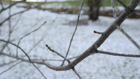 Close up of branche in winter tree cold snow nature no leaf Stock Footage 156197075