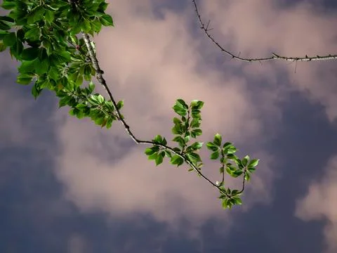 Close up of branches against dark cloudy sky Stock Photos
