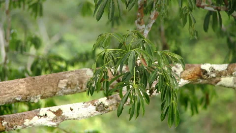 Close-up branches in Amazon rainforest, Yasuni National Park, Ecuador. Stock Footage 261366753