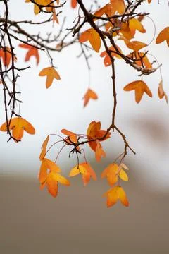 Close-up of branches with autumn-colored leaves with out-of-focus background Stock Photos