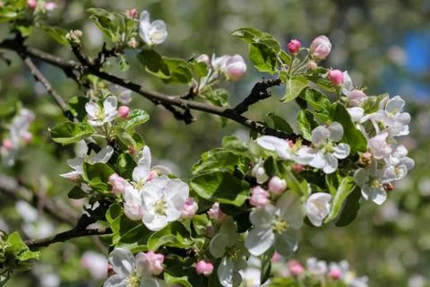 Close up branches of blooming apple tree Stock Photos