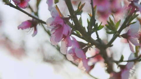 Close-up of the branches of the blossoming peach in the field Stock Footage 83100836