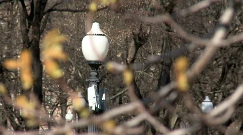 Close-up of branches with buds on mountain ash Stock Footage 50153927