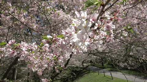 Close Up Branches Of A Cherry Blossom Tree 01 Stock Footage 48886132