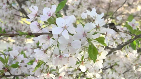 Close Up Branches Of A Cherry Blossom Tree 04 Stock Footage 48888581