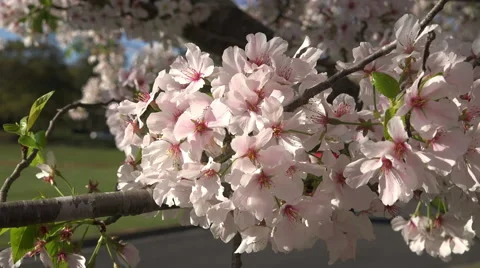Close Up Branches Of A Cherry Blossom Tree 03 Stock Footage 48888582