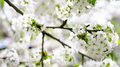 Close up branches of cherry with white blossom Stock-Footage 127890799