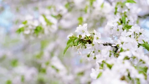 Close up branches of cherry with white blossom Stock Footage 127890838