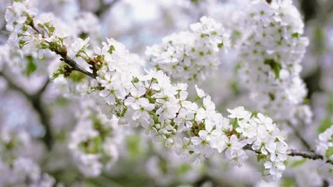 Close up branches of cherry with white blossom Stock Footage 127890880
