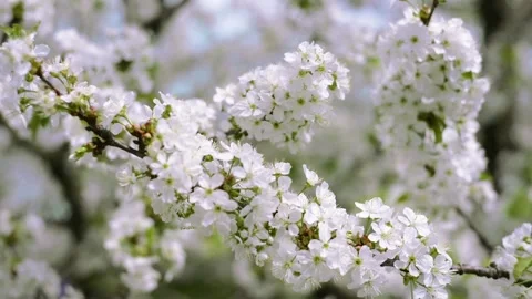 Close up branches of cherry with white blossom Stock Footage 127890893