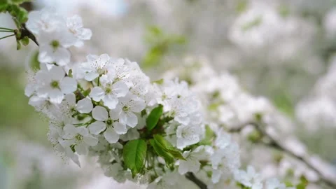 Close up branches of cherry with white blossom Video stock 127890908