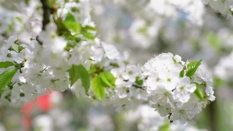 Close up branches of cherry with white blossom Stock Footage 127890930