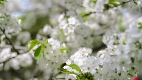 Close up branches of cherry with white blossom Stock-Footage 127890944
