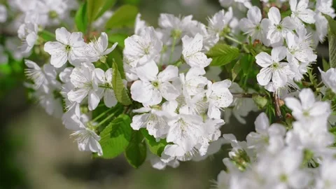 Close up branches of cherry with white blossom Video stock 127891013