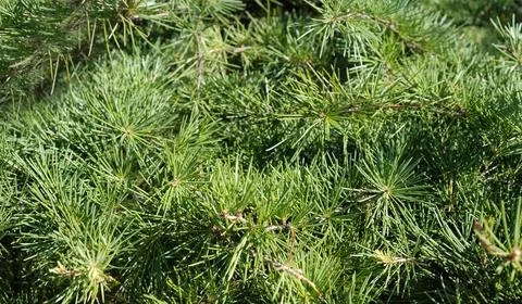 Close-up of branches of Christmas tree. Background. Stock Photos